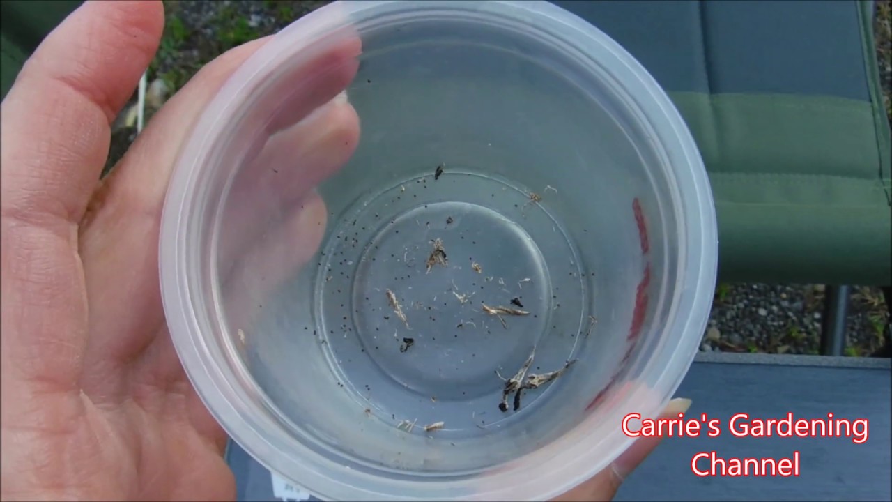 How To Collect Lobelia Seeds, How To Harvest Lobelia Seeds, What Do Lobelia Seeds Look Like