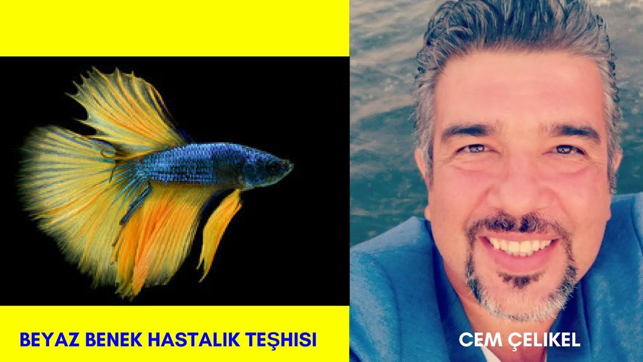 BEYAZ BENEK HASTALıĞı TEŞHiS VE TEDAViSi(Hasta Akvaryum Balıkları Lepistes Japon Balığı Beta İlaçlı)