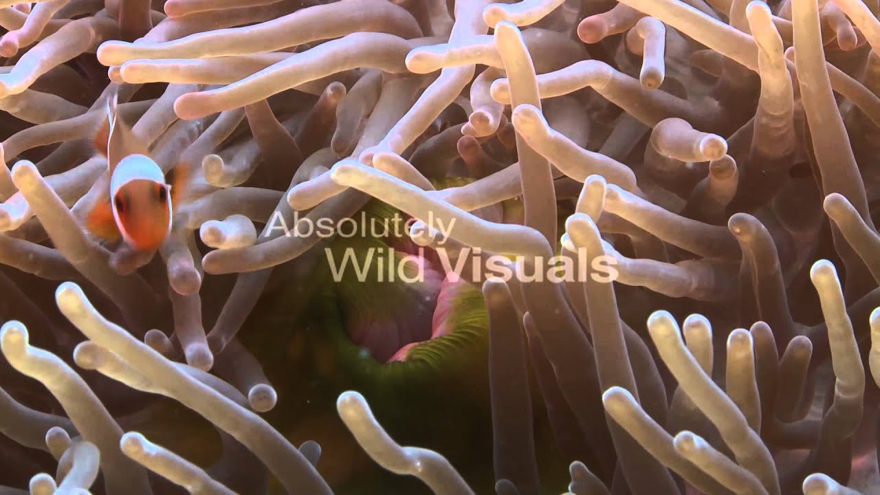 Clown Anemonefish Hiding