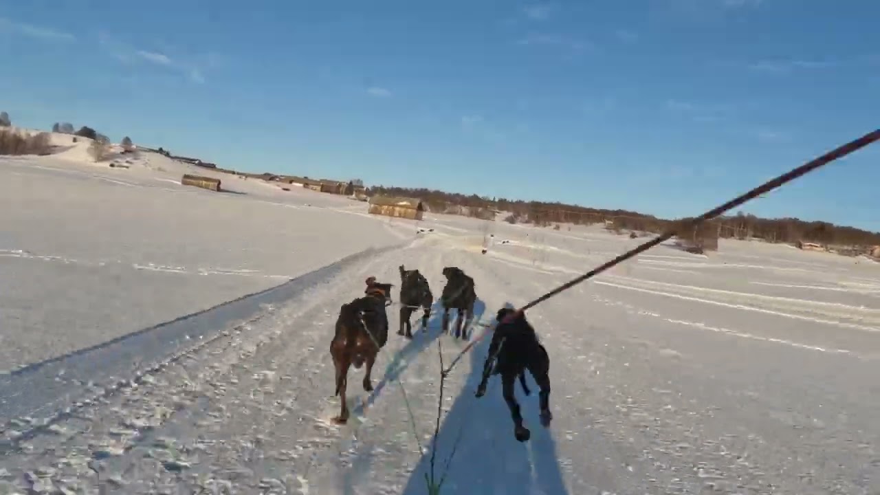 IFSS World Championship 2025 | Sled Dog Racing SP4 Class | Day 2 Highlights