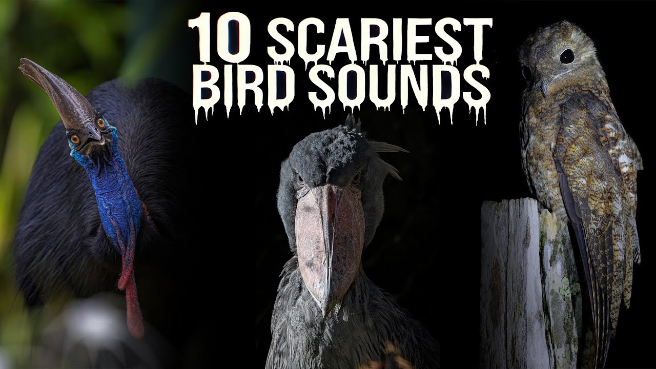 10 SCARIEST BIRD SOUNDS IN THE WORLD!!