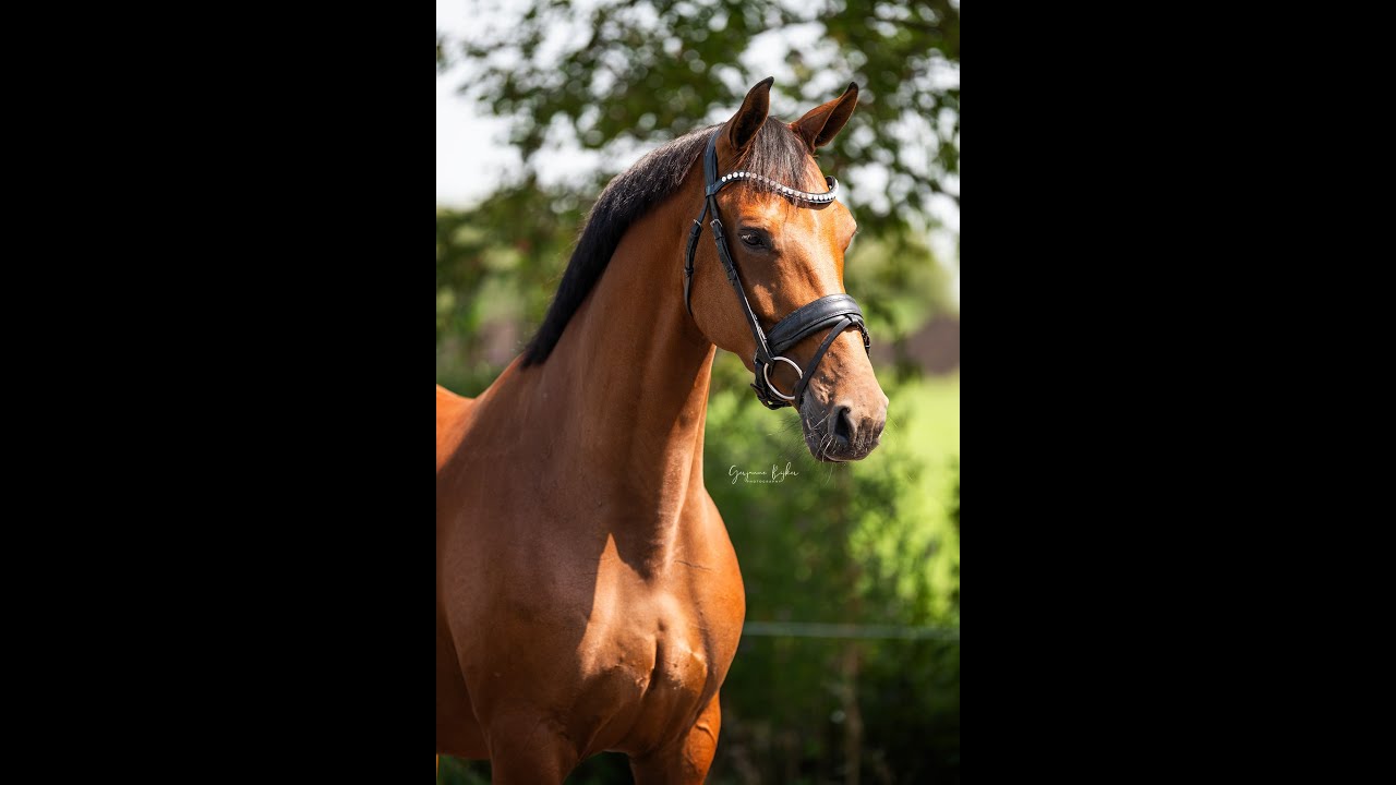 Proud Mary (Imposantos x Norway)