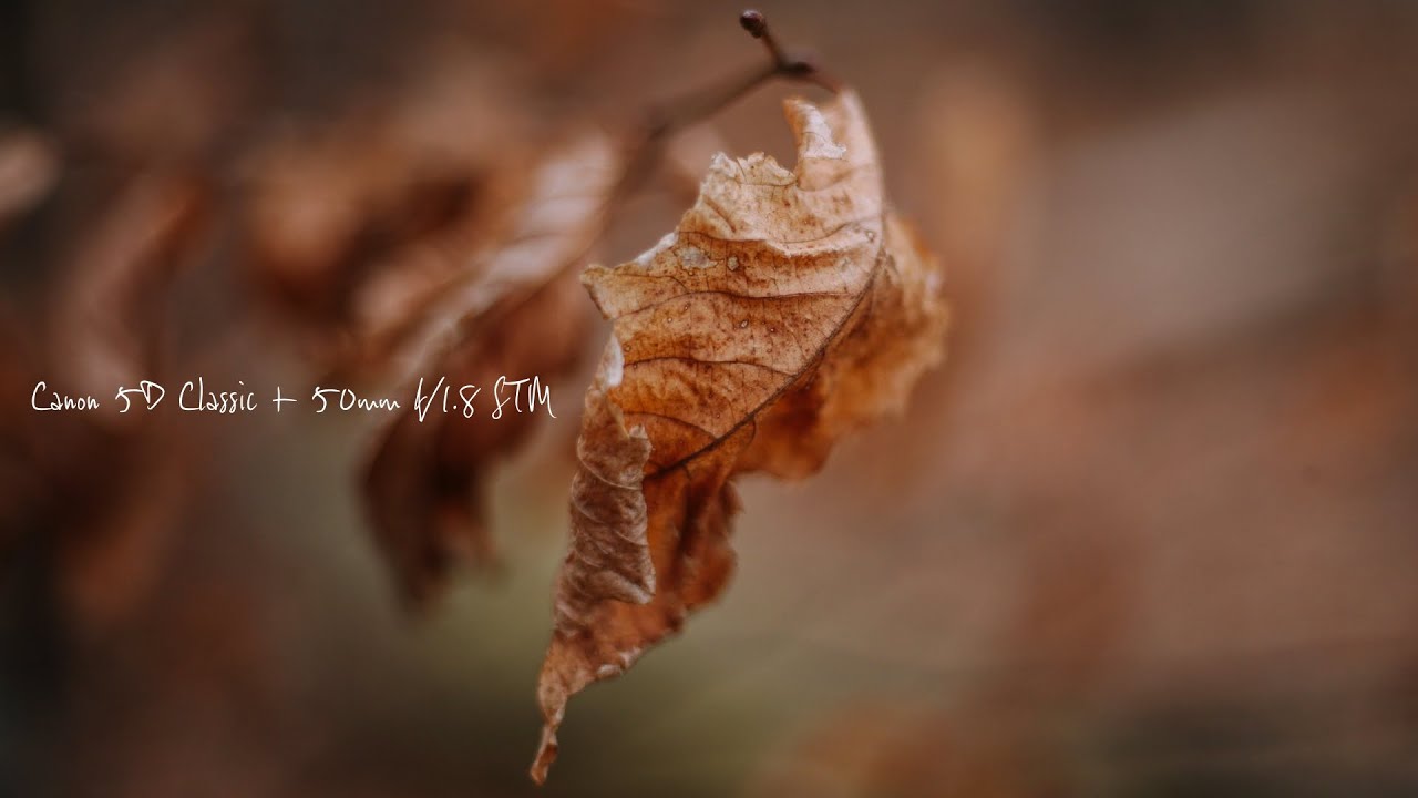 Canon 5D Classic + 50mm f1.8 STM