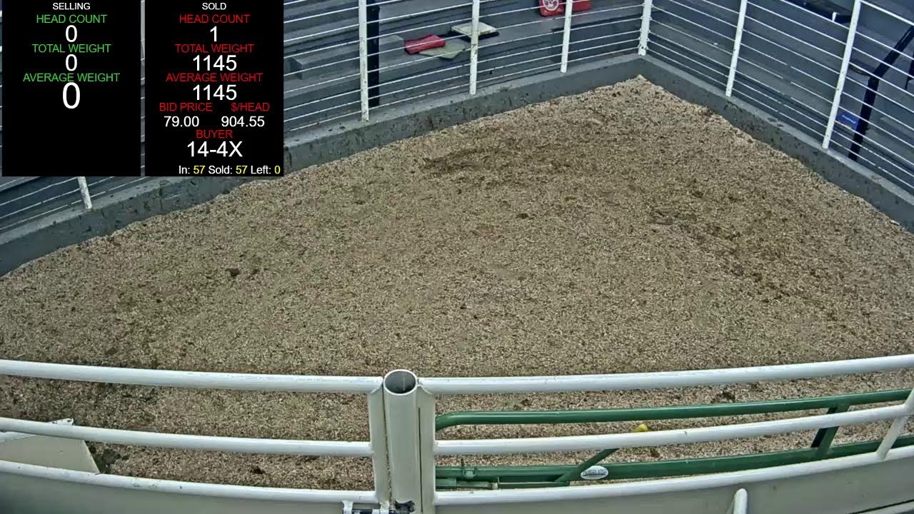 Everson Auction Market Live Stream 3/11/2026
