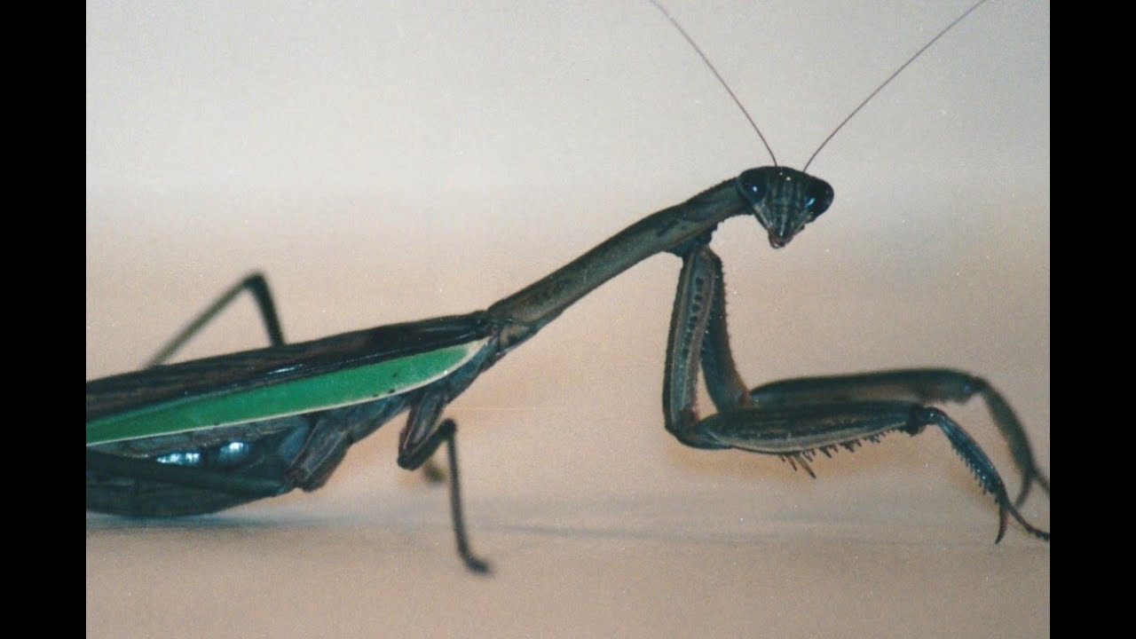 How to Raise Praying Mantis insects #prayingmantis