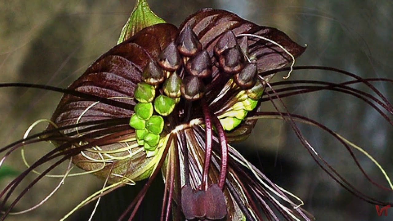 Такка Шантрье (Tacca chantrieri)