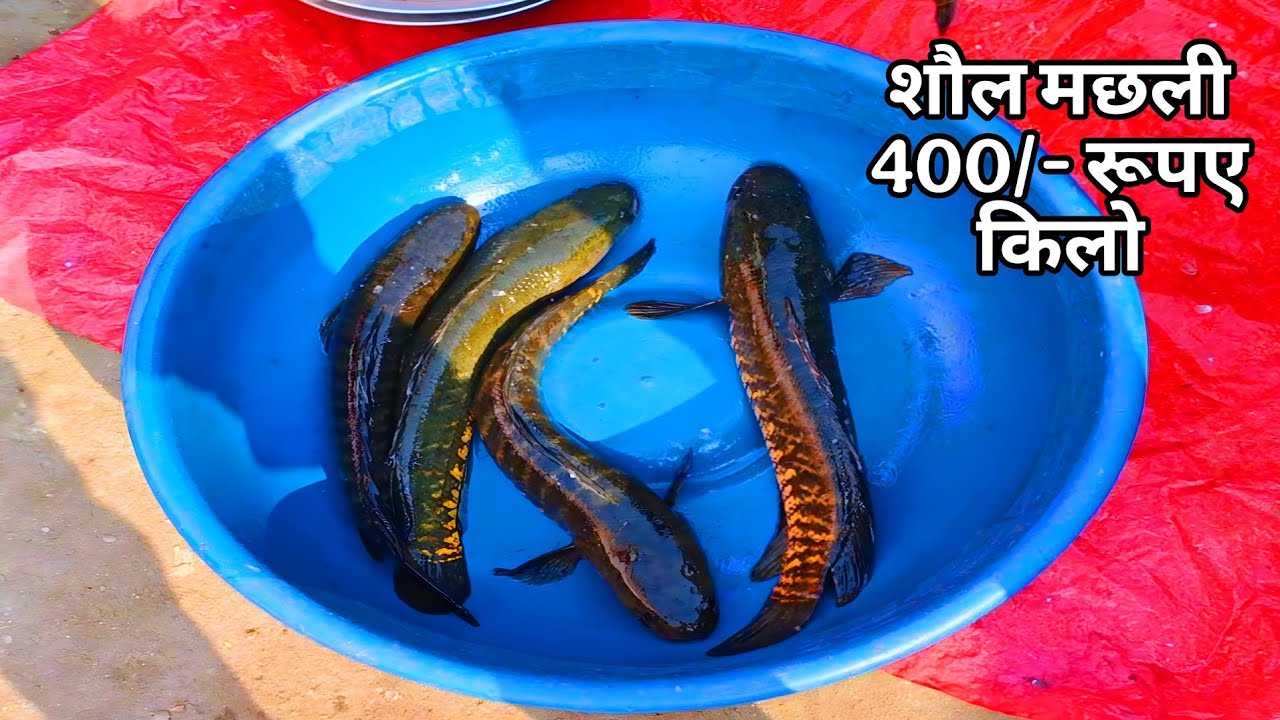 मछली बाजार शनिवार के दिन सस्ते दामों में दिया जा रहा है, देशी मछली || The Biggest Fish Market 