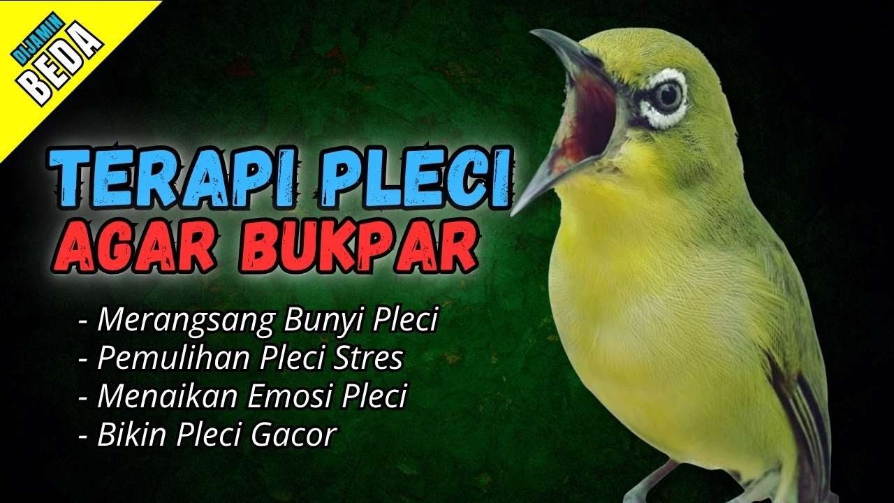 Semua Pleci Pasti Langsung Ikut Bunyi Ngalas - Terapi Pleci Agar Buka Paruh