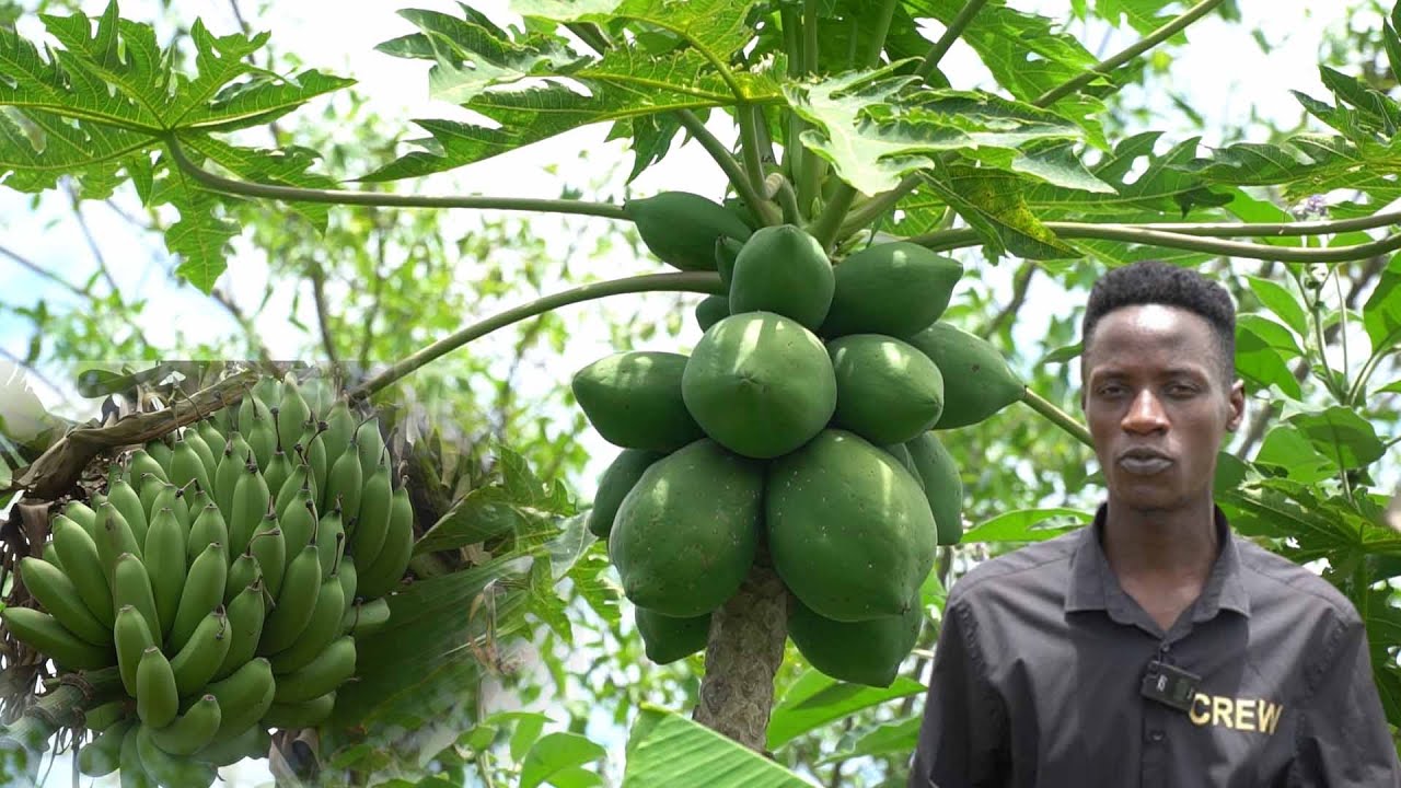 Most easiest grown crops in Uganda #uganda #africa #agriculture #farming