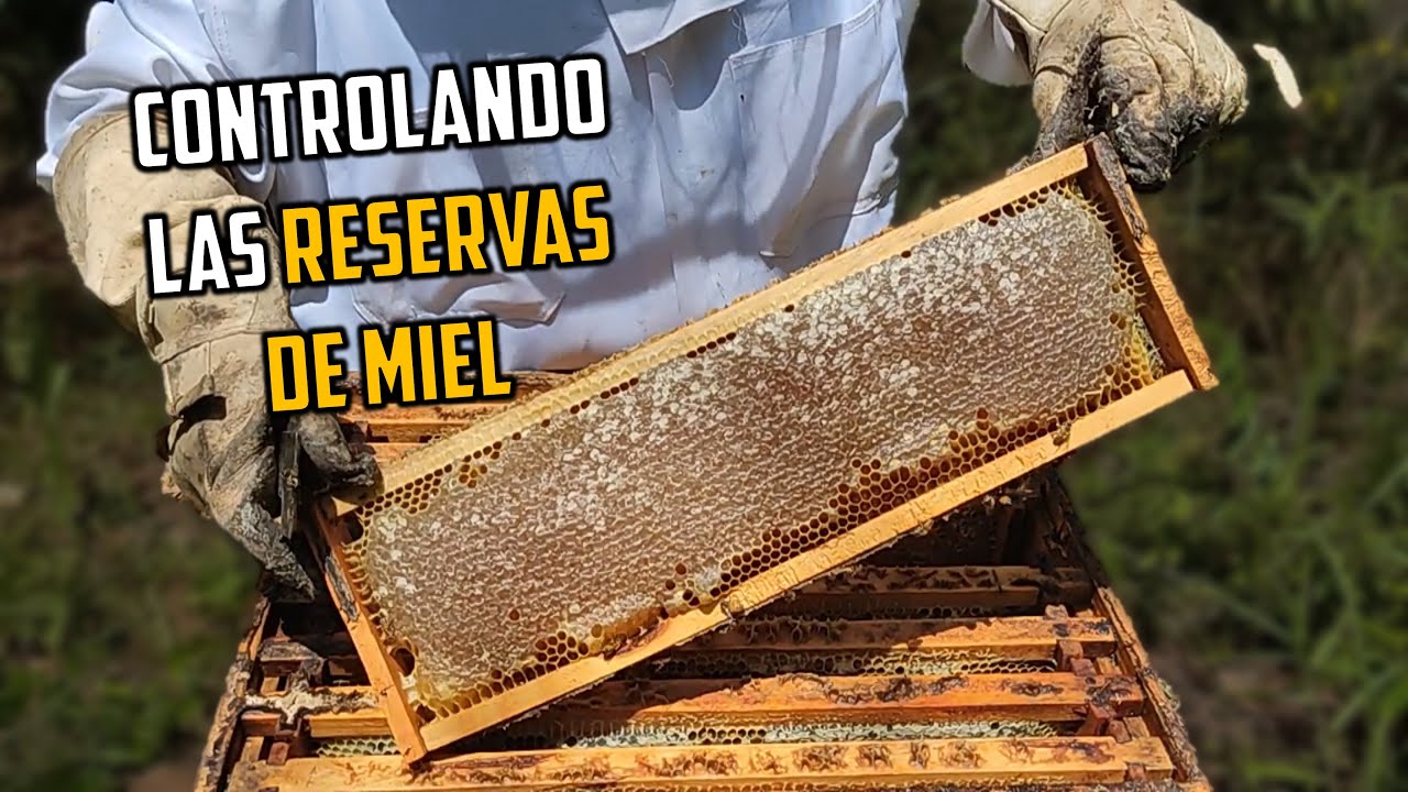 Evitar que las abejas se Enfermen | Revisión de las Colmenas después de Cosecha 🐝