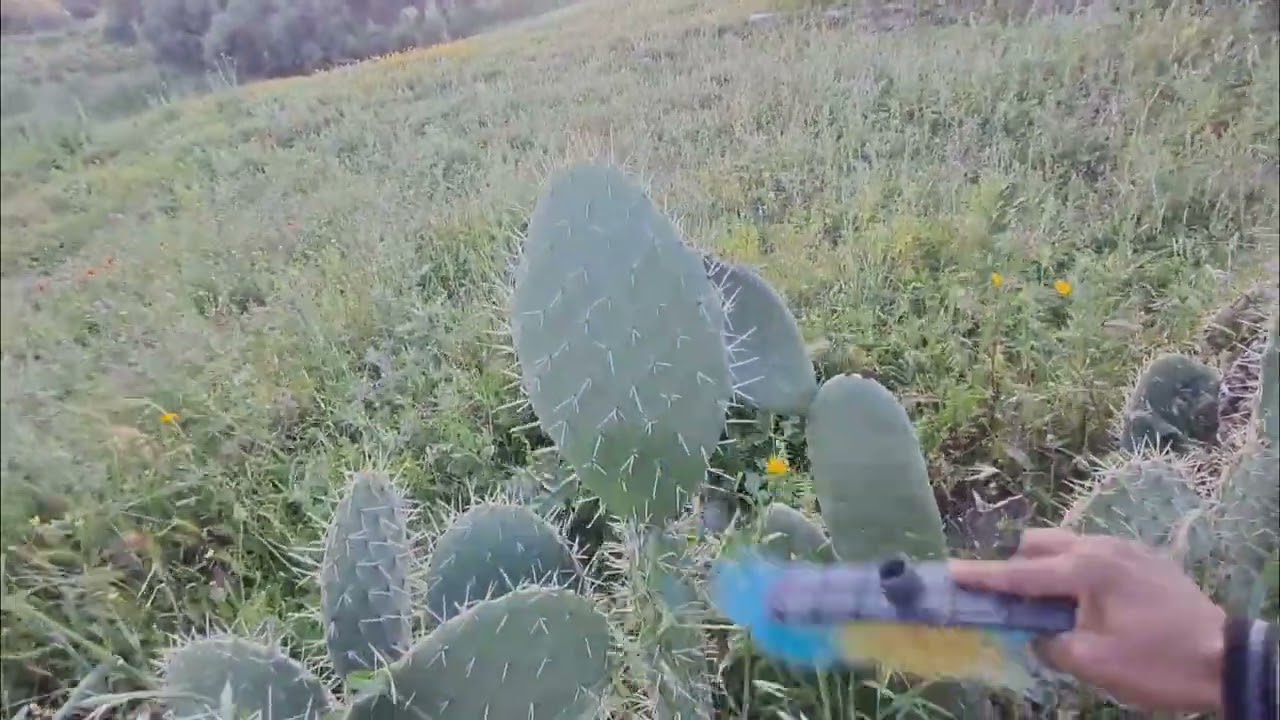 حل نهائي للحشرة  القرمزية