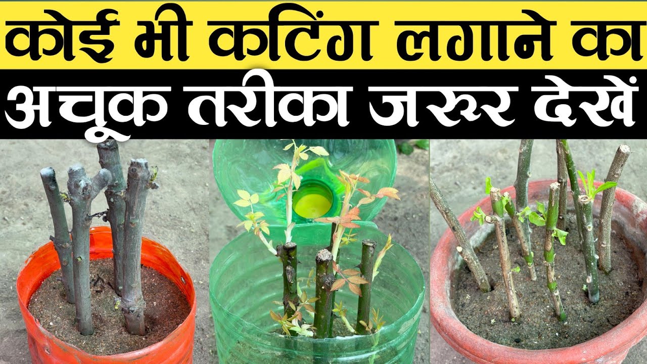 कोई भी कटिंग लगाने का अचूक तरीका जरूर देखें | How To Grow Cuttings of Plants | कटिंग कैसे लगाएं