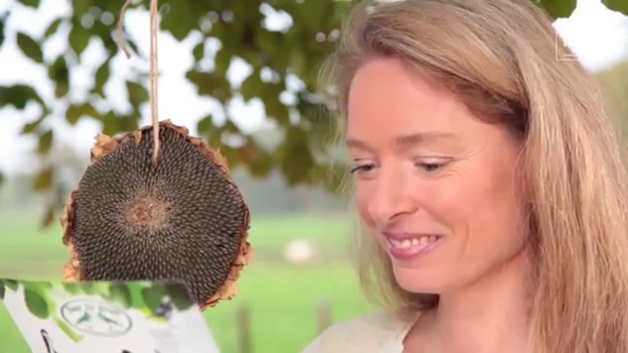Hoe voer ik de vogels in de tuin? | Esschert Design: Vogels voeren