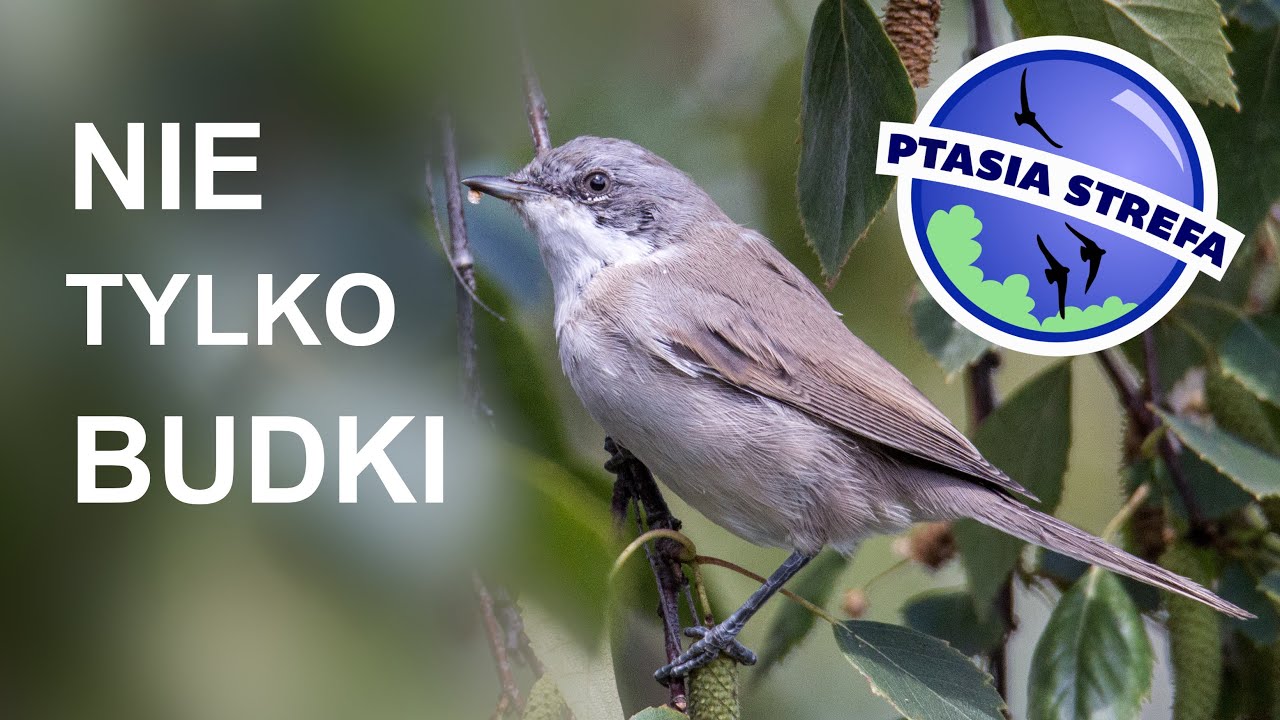 Nie tylko budki!