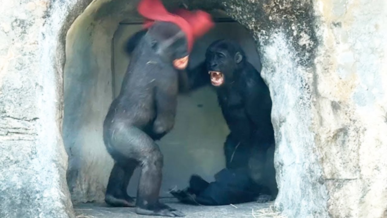 Jabali與Ringo在洞裡站著互打好可愛Jabali and Ringo standing in the cave play-fighting is so cute#金剛猩猩 #gorilla