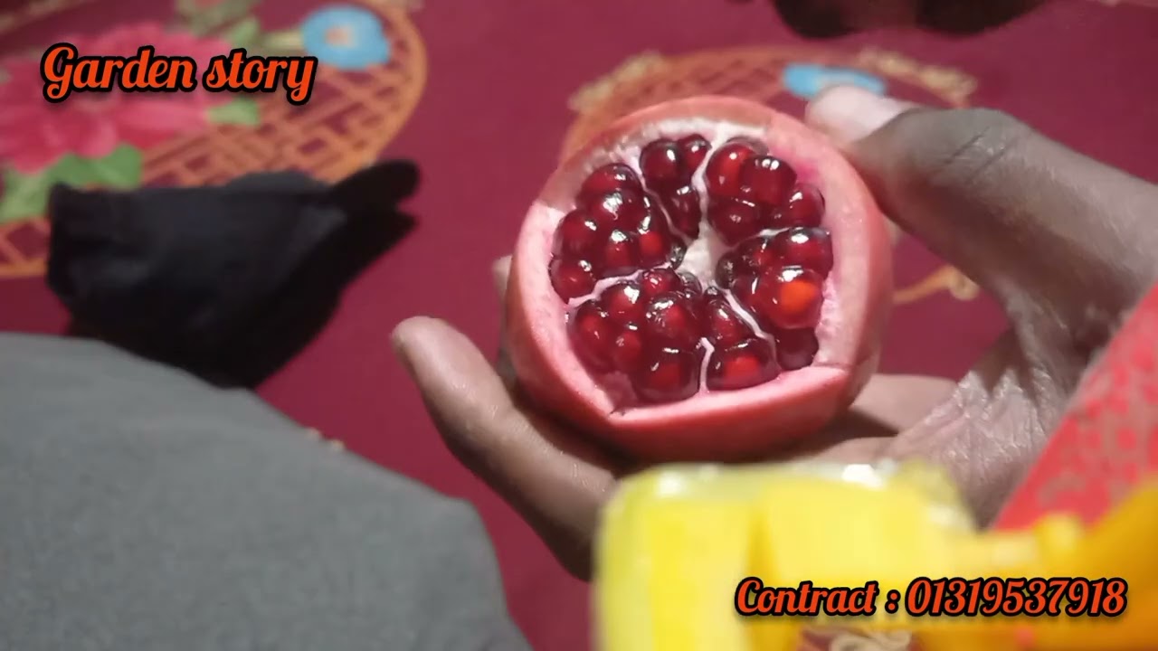 থাই আনার। Thai pomegranate. #থাই_আনার #thai_pomegranate #garden_story
