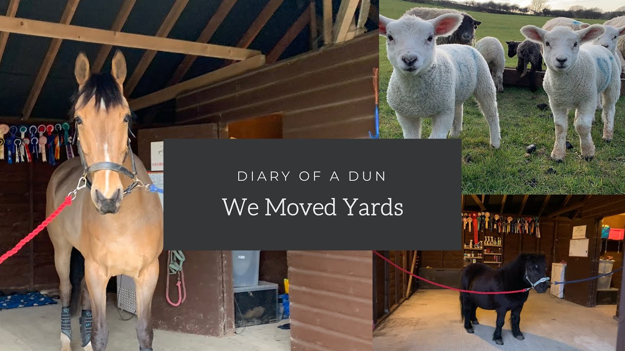 𝐌𝐨𝐯𝐢𝐧𝐠 𝐘𝐚𝐫𝐝𝐬 ~ Diary Of A Dun