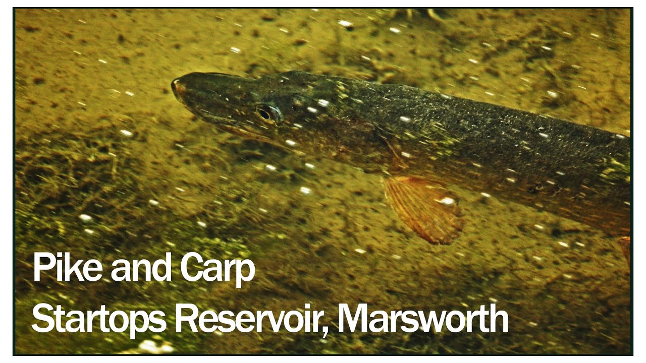 Pike & Carp at Startops Reservoir Marsworth