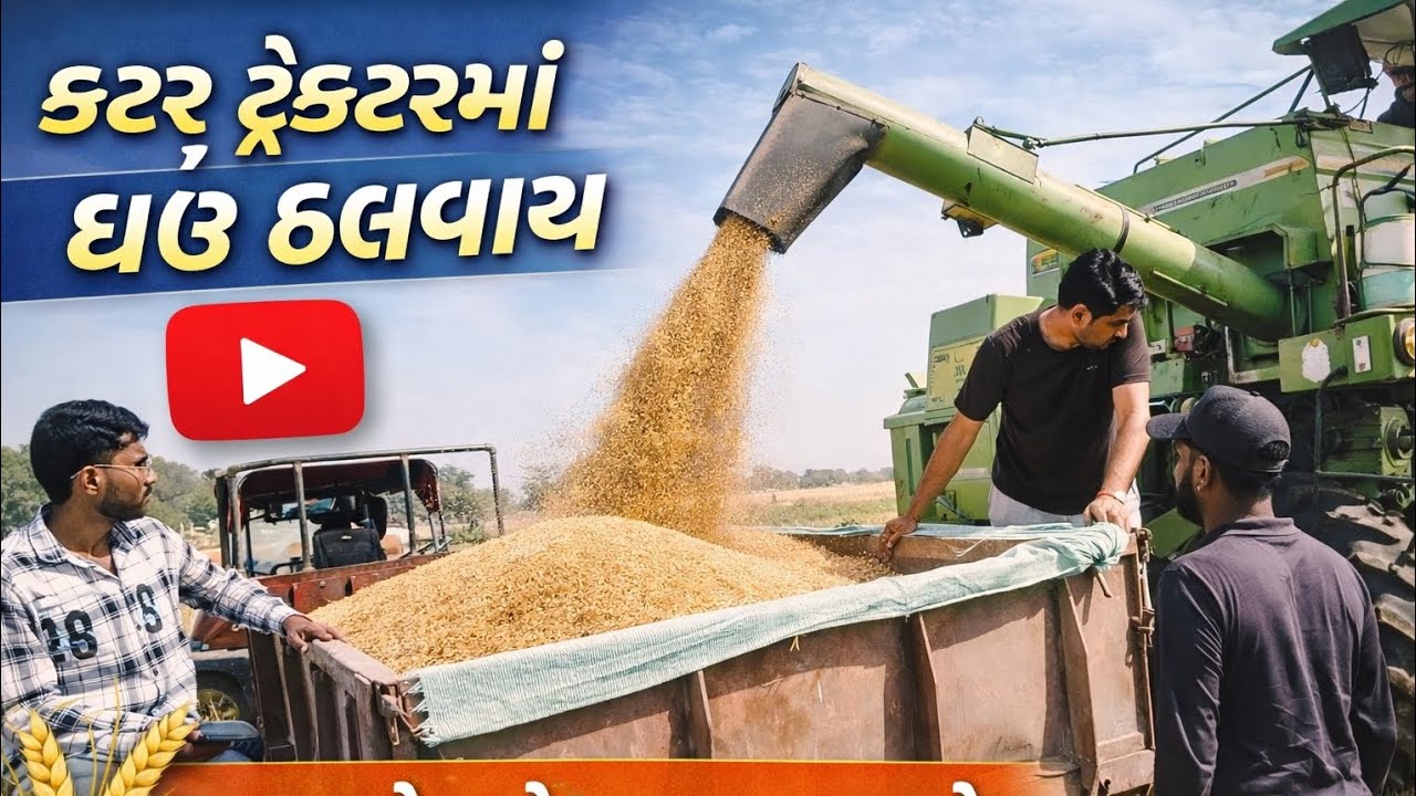 ||કટર માથી સીધા ઘઉં ટ્રેક્ટર માં એક લારી ભરાઈ ગઈ હો આખી||🌾😀