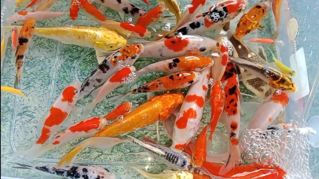 Unboxing ikan warna warni,ikan koi,ikan glawfish,kura kura,ikan lele || Fish Joy || Pipi and Toys ||