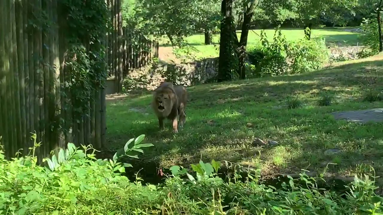 Lion roars at The Bronx Zoo