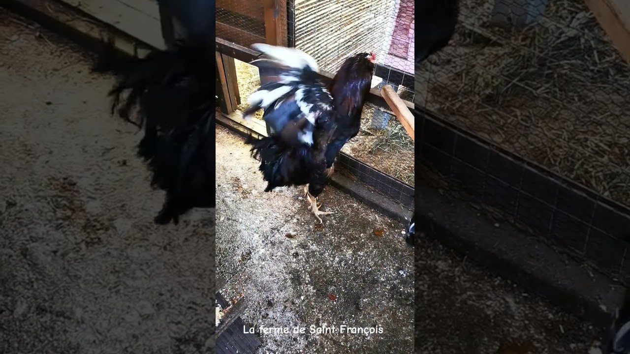 Tenter de Remettre en Forme des Coqs 😏 