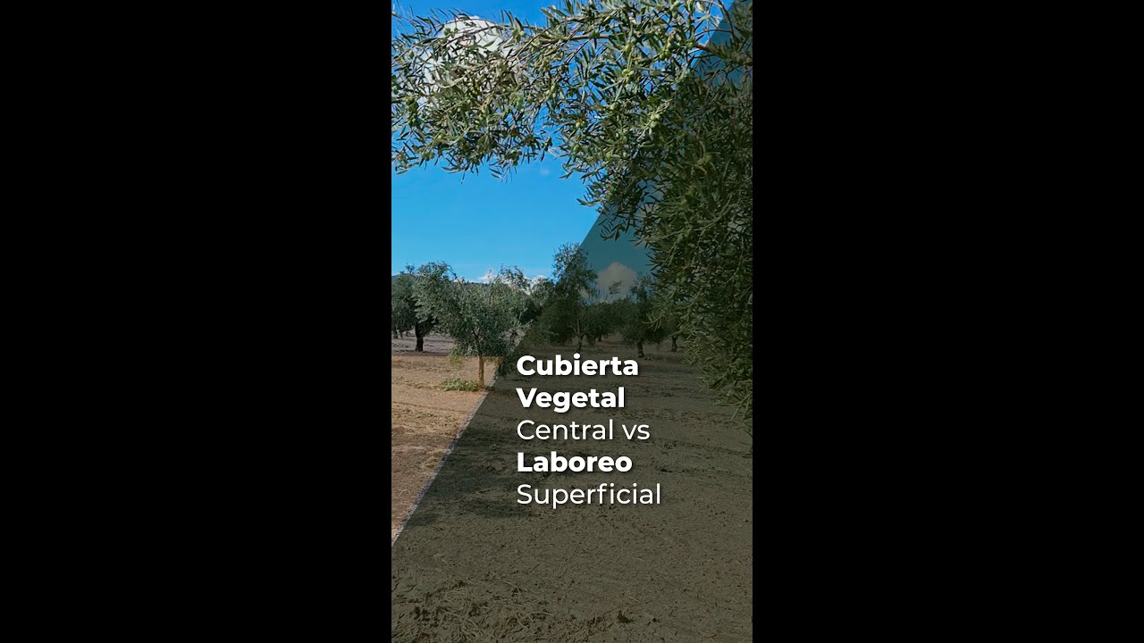 CUBIERTA VEGETAL CENTRAL VS LABOREO SUPERFICIAL