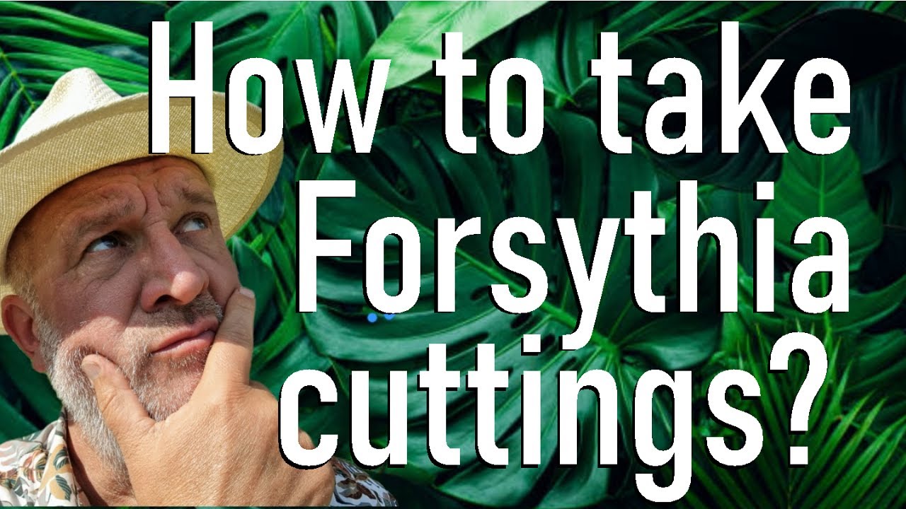 How to Take Cuttings from Forsythia - Step by step propagation