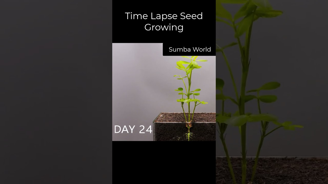 Time Lapse Seed Growing Video #youtubeshorts #ytshorts