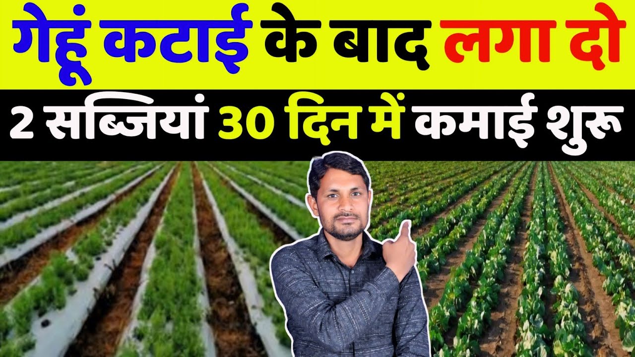 गेहूं कटाई के बाद कौनसी सब्जी लगाएं | gehu ki katai ke bad kaun si sabji lagaen