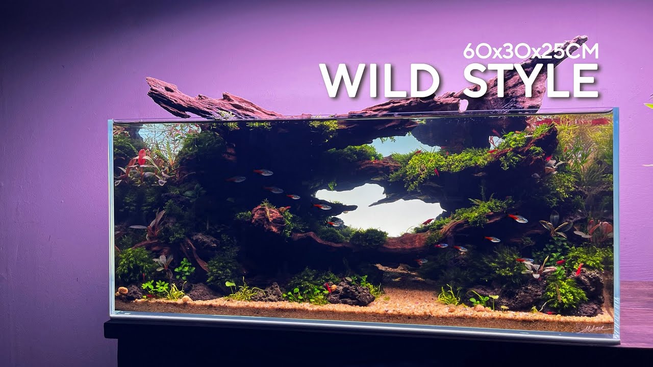 Create Aquascape with a CAVE SCENE from Driftwood - HỒ THỦY SINH BỐ CỤC HANG ĐỘNG