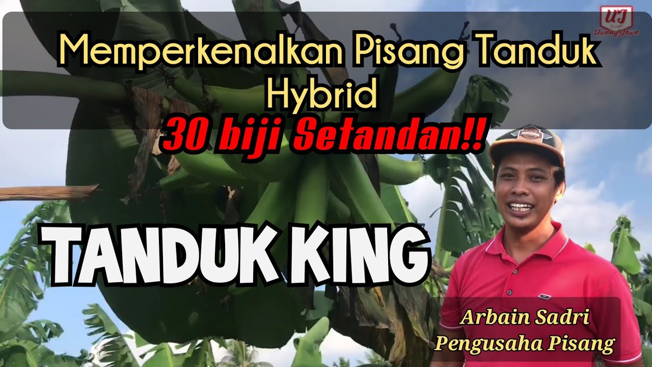 Pisang Tanduk Zaman MODEN! | 