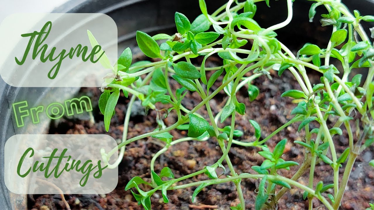 How to Grow Thyme From Cuttings | Growing Thyme at Home from Store Bought Cuttings