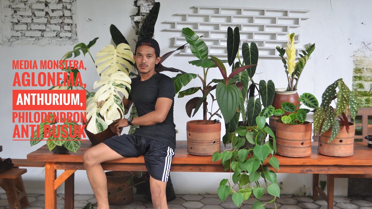 Media Monstera, Aglonema, Caladium, Anthurium anti busuk