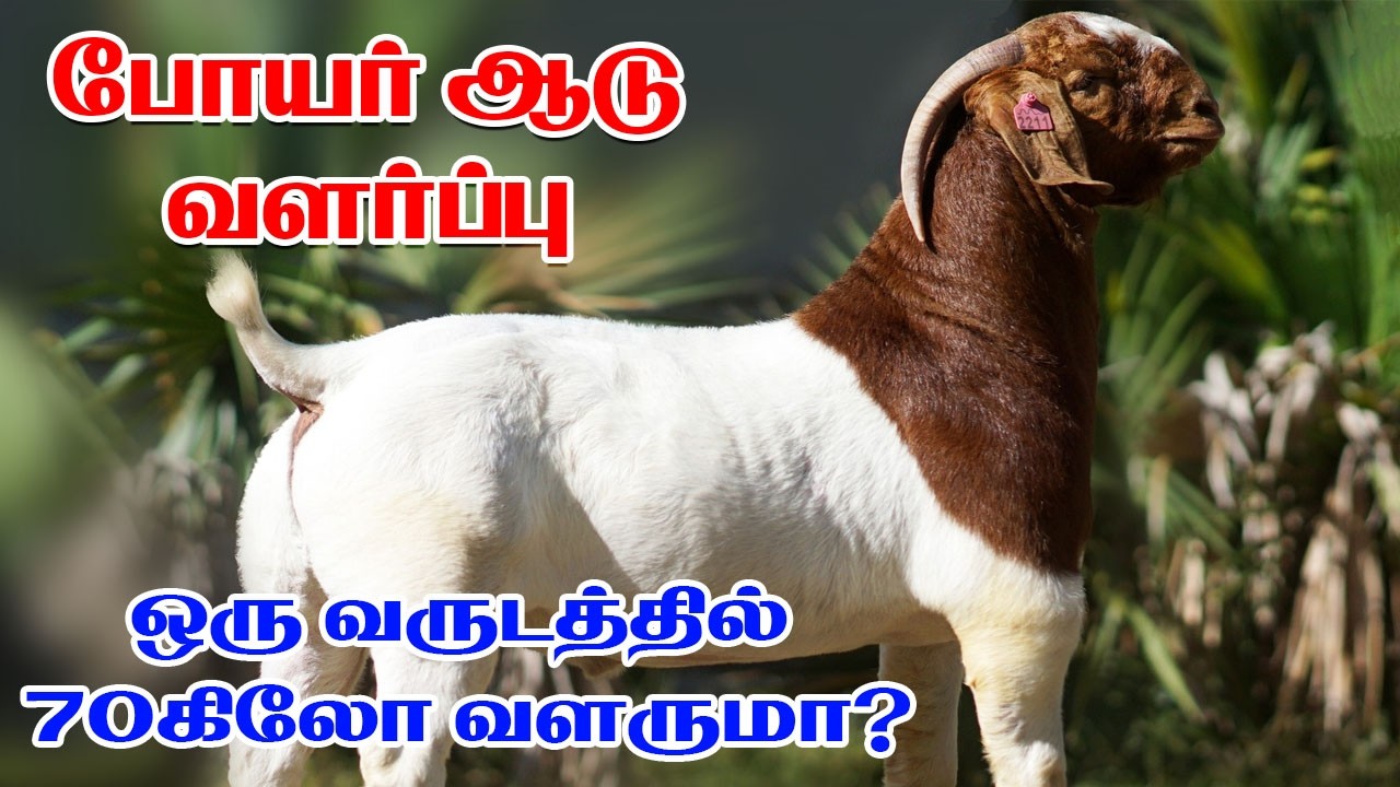 போயர் ஆடு வளர்ப்பு வழிகாட்டி | பரண் மேல் ஆடு வளர்ப்பு | லாபகரமான ஆடு பண்ணை | Oor Kuruvi