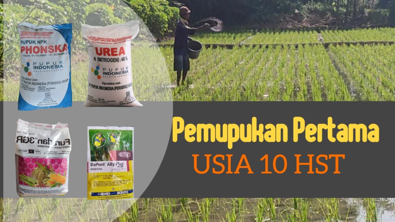 Pemupukan Padi Pertama #padi #budidaya #tutorial #pupukurea