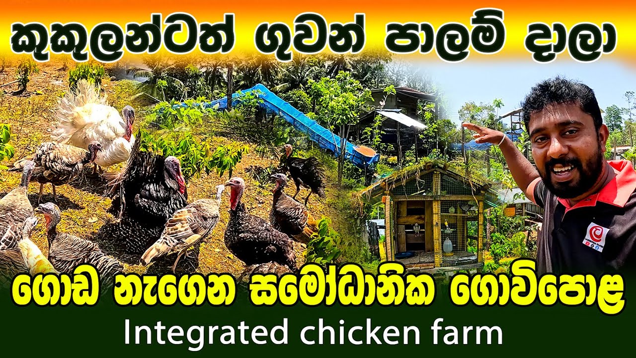 කුකුලන්ටත් ගුවන් පාලම් දාලා | සමෝධානික ගොවිපොළ | Integrated chicken farm  | village poultry farming