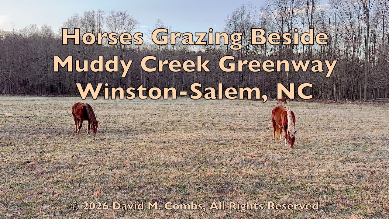 Horses Grazing Beside Muddy Creek Greenway
