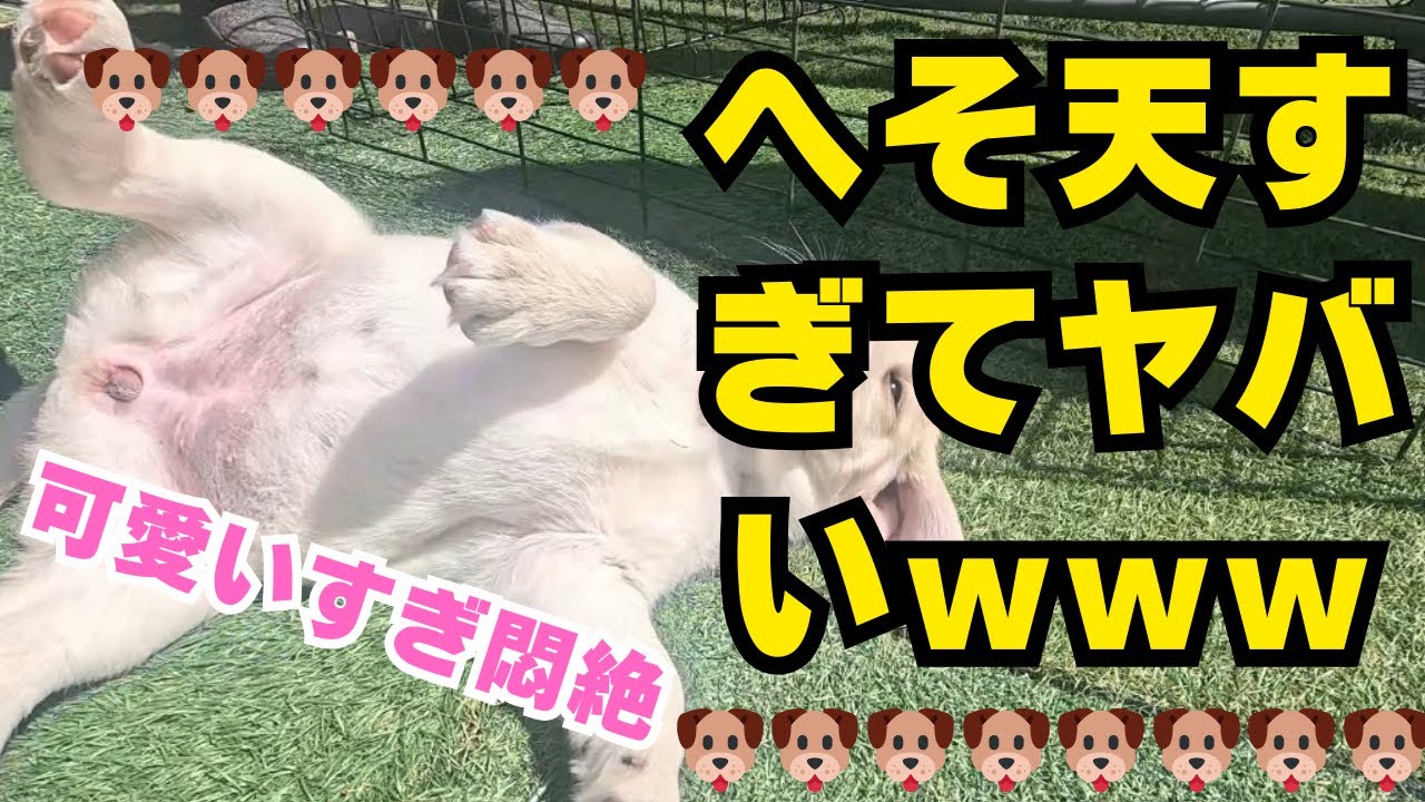 ラブラドール子犬すくすく育ってます🐶