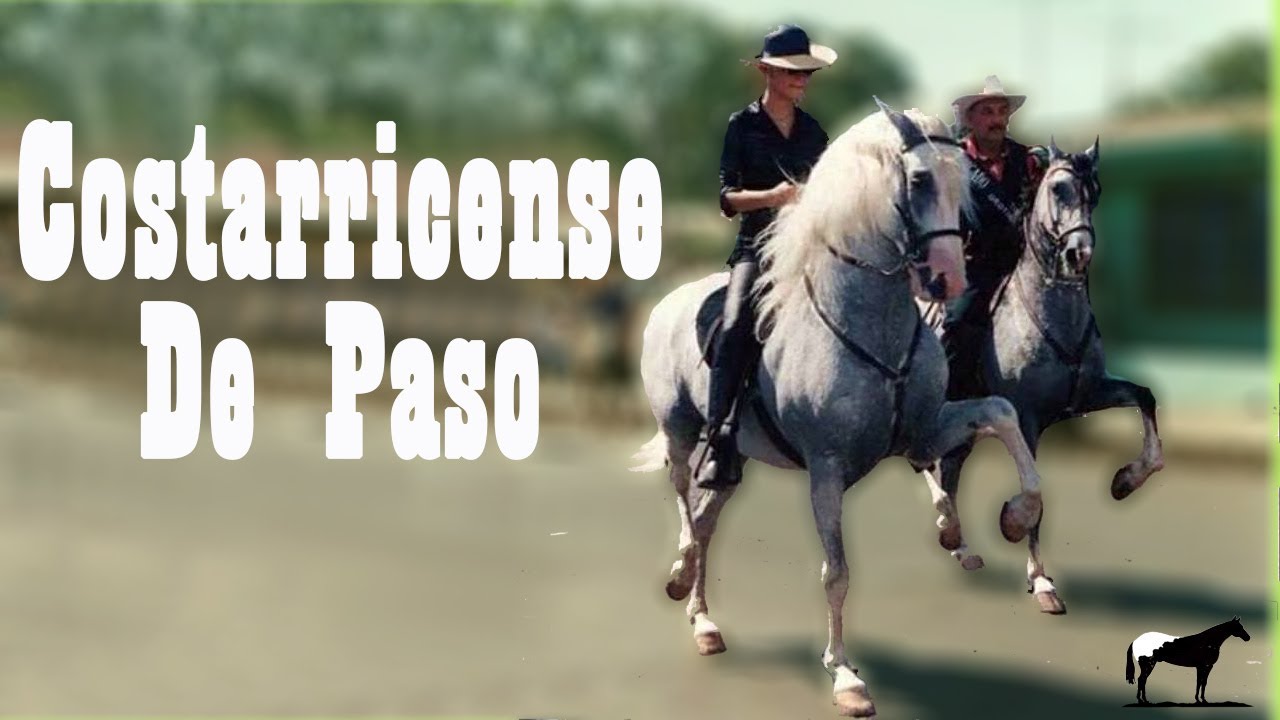 Caballo De Patrón 