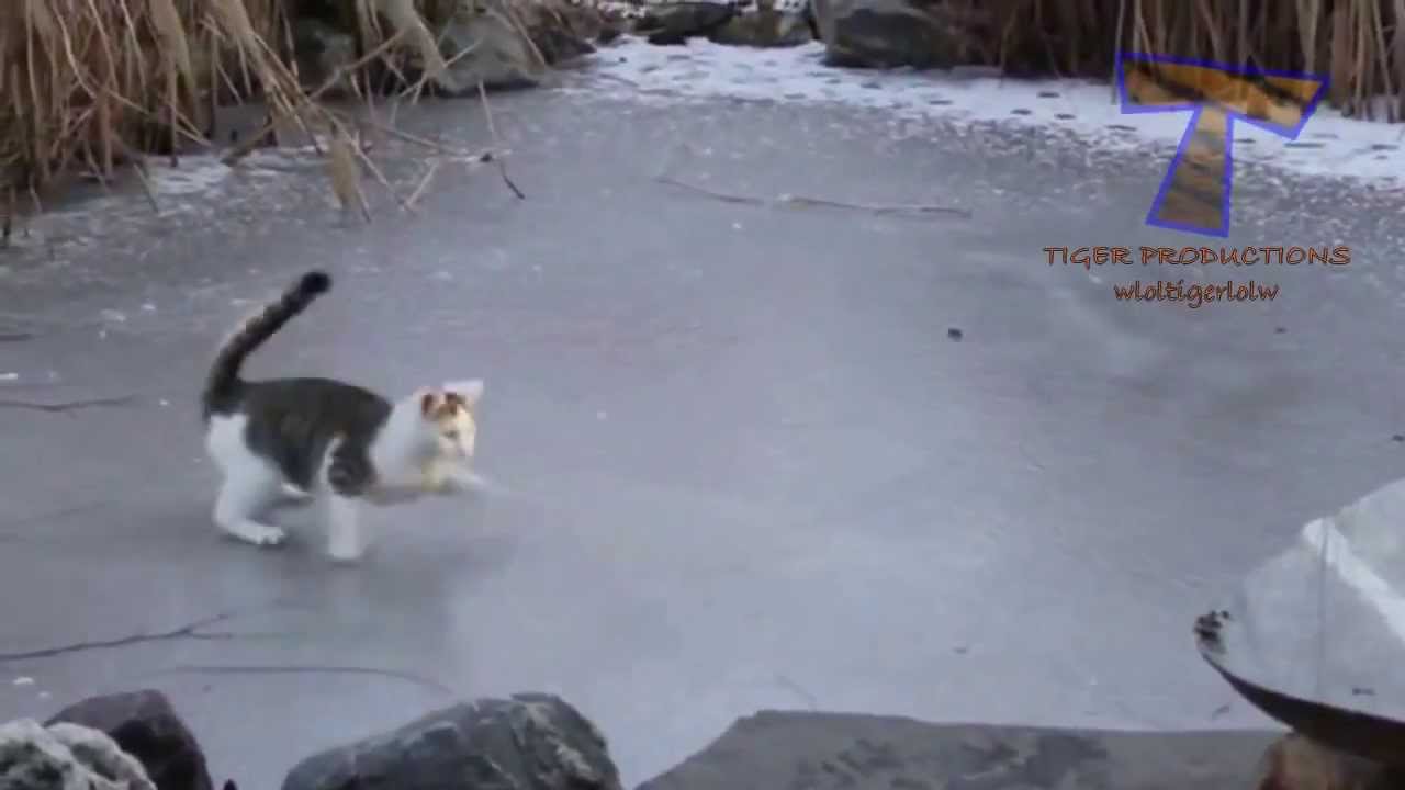 Funny animals having problems on ice - Funny animal compilation