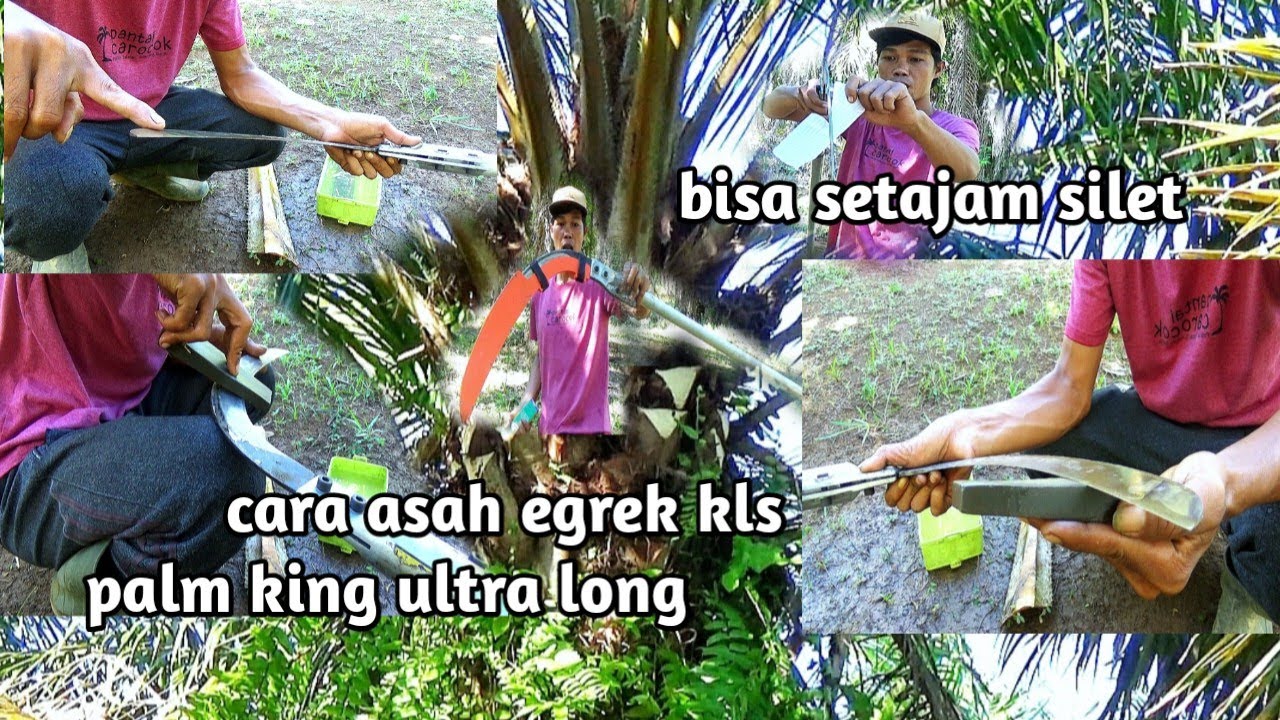 cara asah kls palm king ultra long.bisa setajam silet.#petanisawit