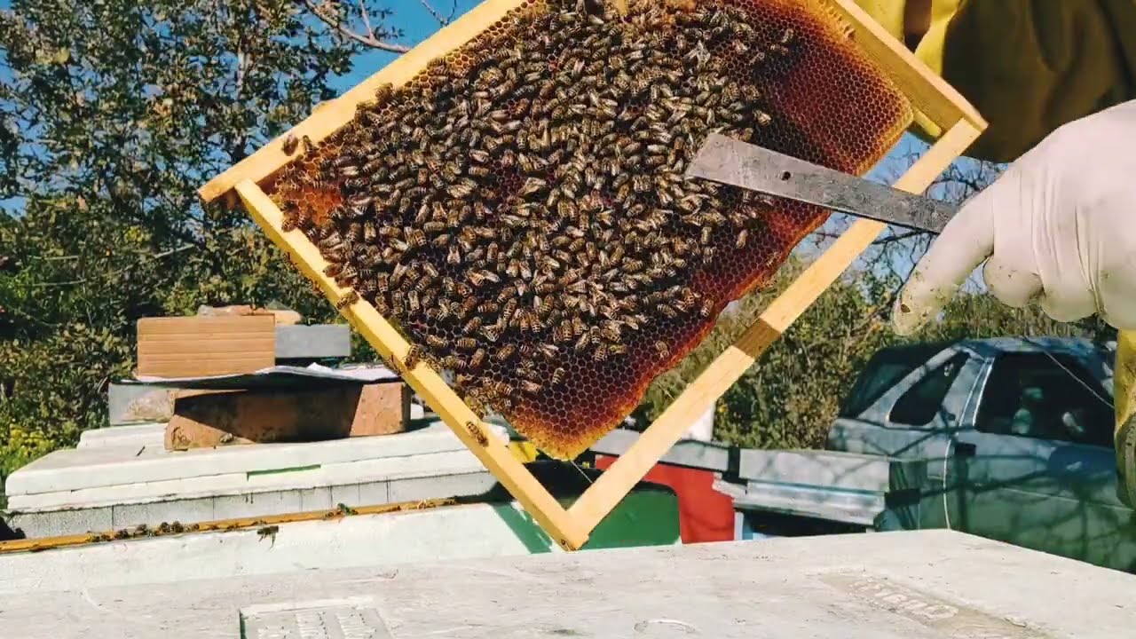 Visita apiario febbraio 2024: sviluppo precoce anomalo delle api a causa dei cambiamenti climatici