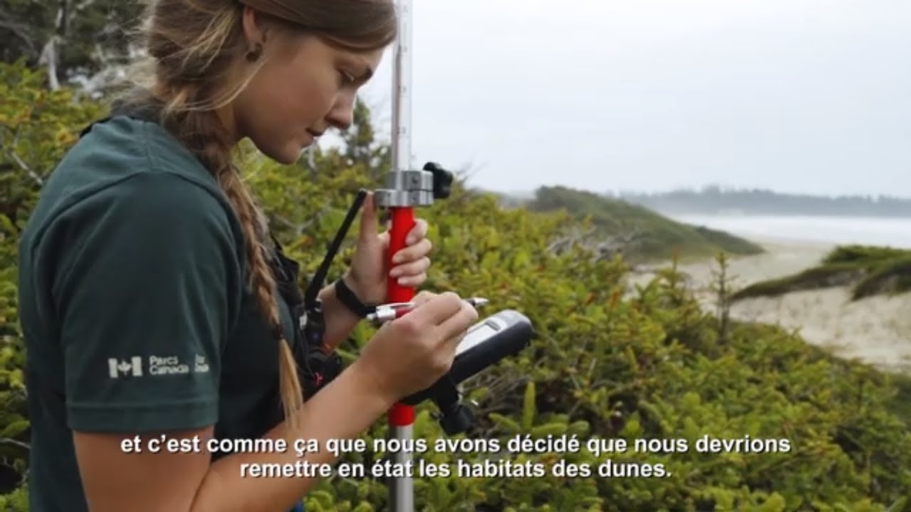 Restauration des dunes de sable c&ocirc;ti&egrave;res dans la r&eacute;serve de parc national Pacific Rim