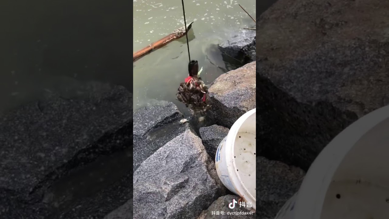 Use chicken to catch crab || you can also use this trick to catch fish ||