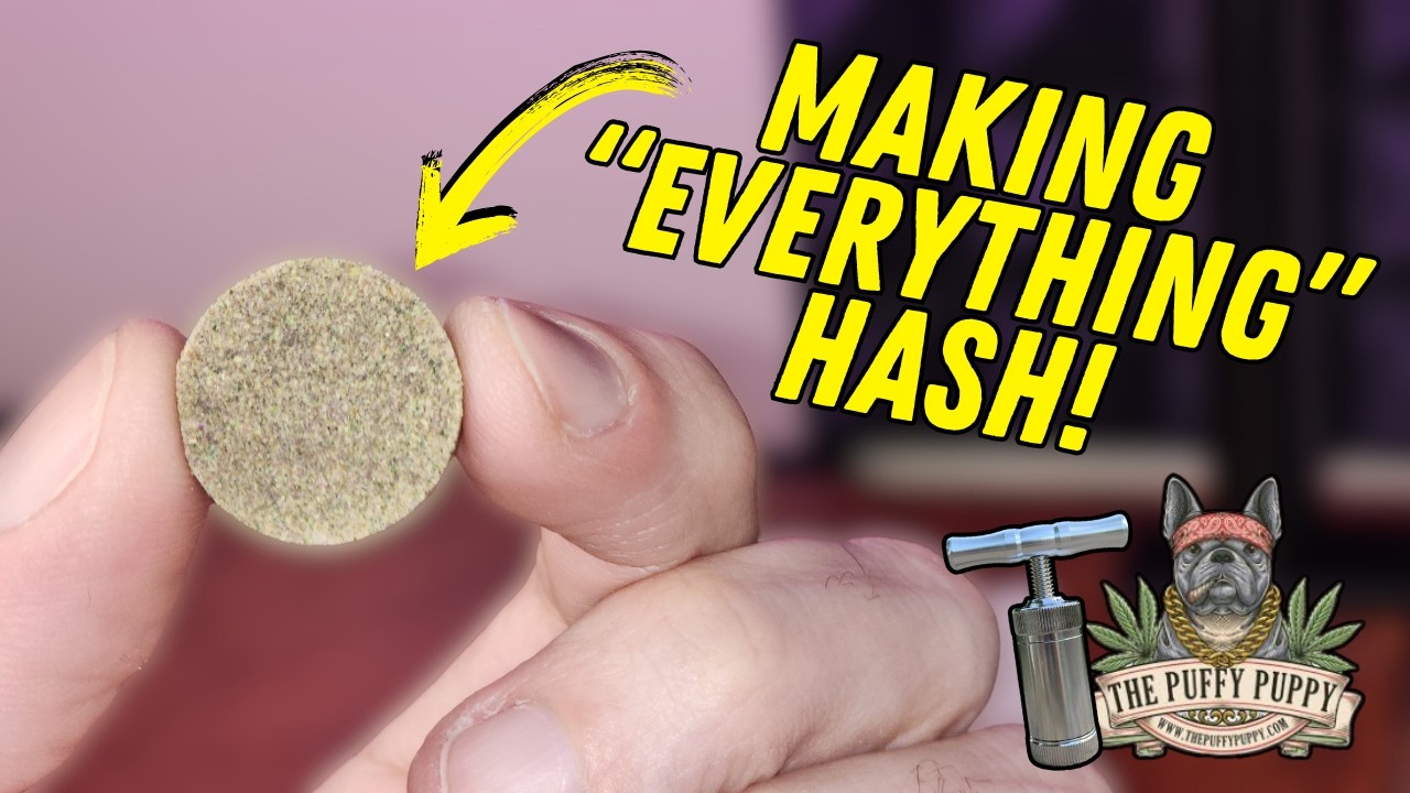 First Time Making HASH with a Pollen Press from The Puffy Puppy