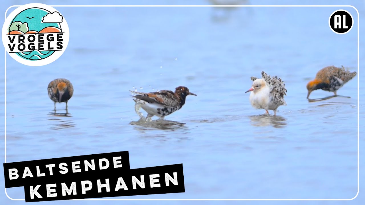 Baltsende kemphanen | Zelf Geschoten | Vroege Vogels