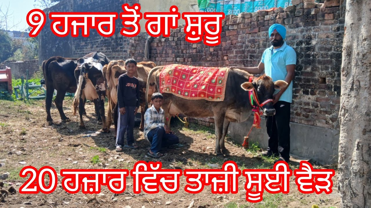 9 ਹਜਾਰ ਤੋਂ ਗਾਂ ਸ਼ੁਰੂ 20 ਹਜ਼ਾਰ ਵਿੱਚ ਤਾਜ਼ੀ ਸੂਈ ਵੈੜ ਲੁੱਟ ਲਓ ਮੇਲਾ /cow for sale/cheema dairy farm 