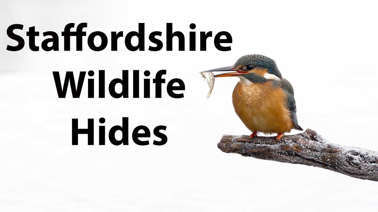 The kingfisher Hide at Staffordshire Wildlife hides