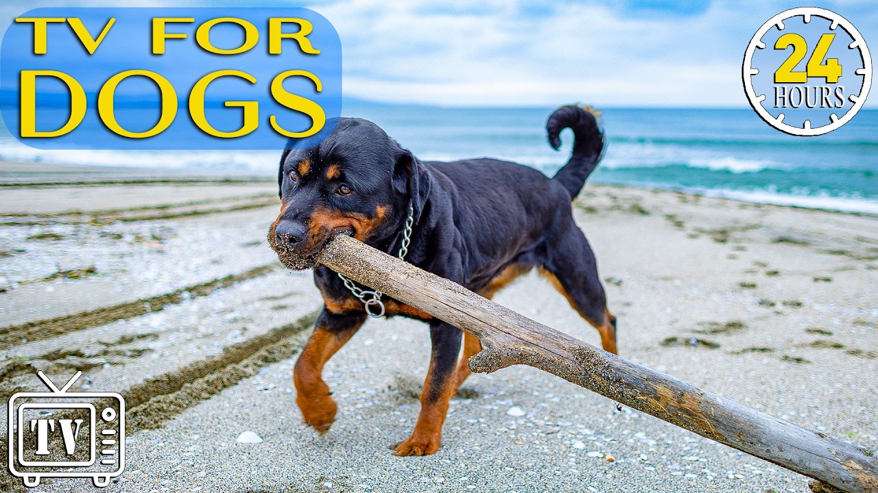 Dog TV 24/7: Stress Relief for Dogs | Anti Anxiety Music for Dogs with Relaxing Dog Videos All Day